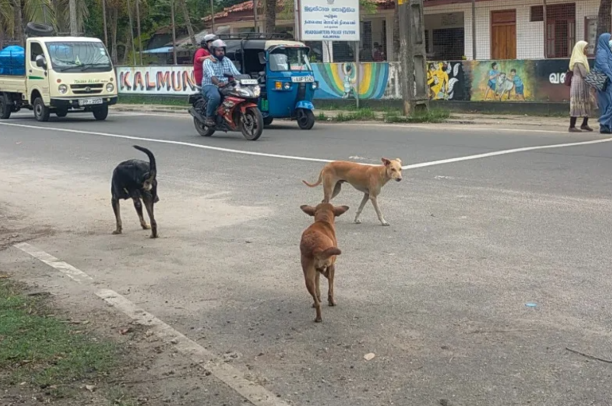 வடக்கில் கட்டாக்காலி நாய்களுக்கு கட்டுப்பாடு; 7,606 நாய்களுக்கு கருத்தடை செய்ய திட்டம்